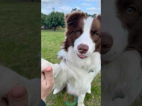 The 4 Smartest Dogs Ever Ranked shorts dog pets bordercollie サムネイル