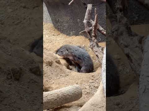 shorts 穴の中へ🤭　ウッドチャック　那須どうぶつ王国にて　2026年4月24日 サムネイル