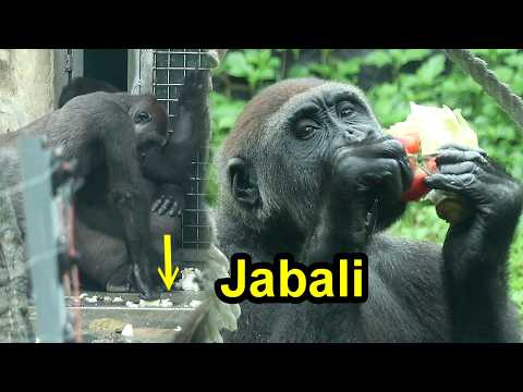 Jabali enjoy tomato,lettuce, squeeze the cabbage core,cute… サムネイル