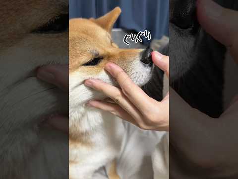 「世界に一つだけの、変わらない愛の形」鼻紋ジュエリー✨imprimoをチェック！　PR shorts サムネイル