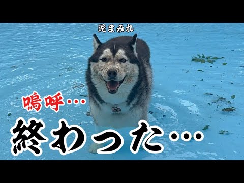 暴風雨の日に起きたハスキーの奇行がヤバすぎました…