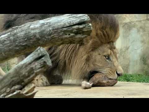 アレンくん登場〜！屠体給餌「ライオンのガブガブタイム」　始まります！　千葉市動物公園にて　2026年4月18日