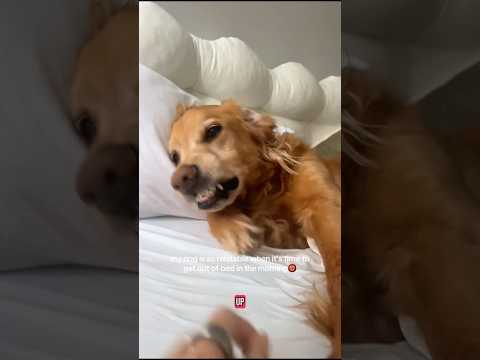 coming home to my golden retriever🥵 goldenretreiver dog ind… サムネイル