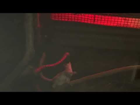 ピョンピョンくるりんデミドフコビトガラゴ　上野動物園にて　2026年2月6日 サムネイル