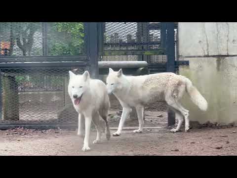 るんタッタ〜♪っとルーシーちゃんニッキーちゃん姉妹　ホッキョクオオカミ　　大森山動物園にて　2026年5月21日 サムネイル