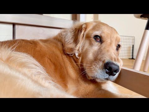 【育児ノイローゼ】子猫を育てている犬の様子がおかしい...【ゴールデンレトリバー・ボーダーコリー】