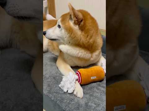 柴犬福 姉に恩着せがましいセリフを言われて荒れる柴犬🤣Sister and Shiba🤣姉と柴 shorts funn… サムネイル