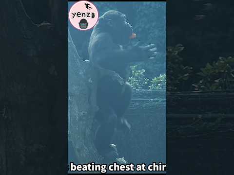 Ringo beating chest at chimpanzees gorilla gorillatag taipe… サムネイル