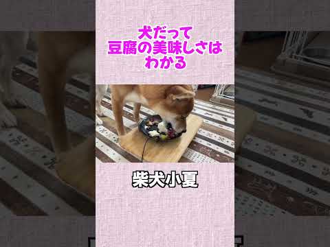 犬だって 豆腐の美味しさは わかる 神戸 柴犬 shiba shibainu 癒し サムネイル