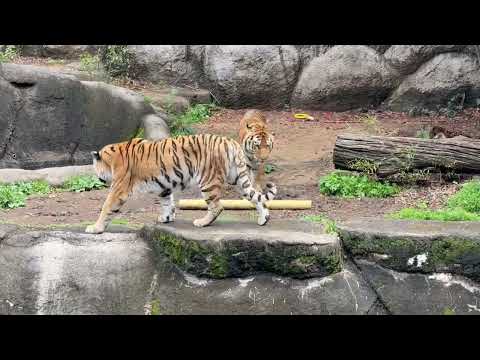 誘ってもローラ泳がないしなぁ〜っと上がるソーンさん(カナ🤭⁈)  アムールトラ　浜松市動物園にて　2026年4月5日 サムネイル