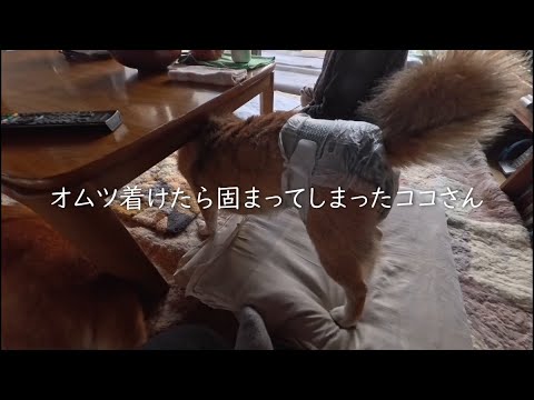 オムツ着けたら機能停止しまうココさん サムネイル