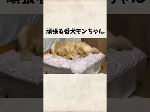 頑張る番犬モンちゃんgoldenretriever ゴールデンレトリバー サムネイル