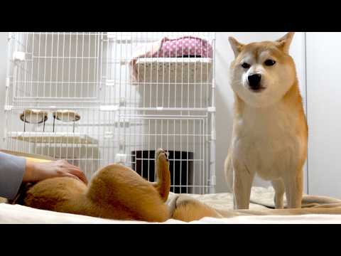 油断してたら柴犬の姉妹が大変なことになったんだが‥ サムネイル