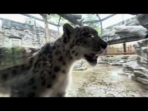 ユキヒョウのリヒトくん　大森山動物園　2025年5月17日  IMG 8924 サムネイル