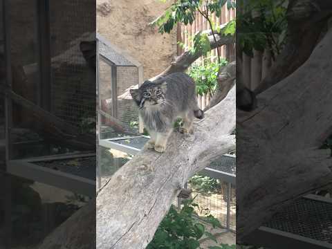 shorts お誕生日おめでとう🎈アズちゃん　神戸どうぶつ王国