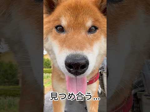 ’26.5.12 力丸の、ご機嫌な一日… 柴犬 shibainu 柴犬のいる暮らし 柴犬の日常 食べる犬 カメラ目線… サムネイル