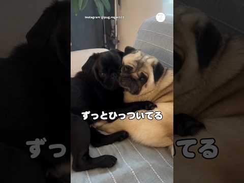 ずっとひっついて離れないパグたち　犬　パグ　いぬ　かわいい犬 犬のいる暮らし サムネイル