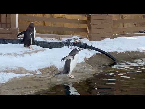 ジェンツーペンギンが走る💨ジェンツーラン！　那須どうぶつ王国にて　2026年1月30日 サムネイル