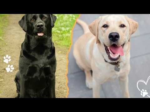 Can a Labrador Really Protect Your Home サムネイル