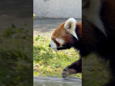 shorts 円実ちゃん オヤツの時間を前にランウェイ♪ レッサーパンダ　大森山動物園にて　2026年4月29日 サムネイル