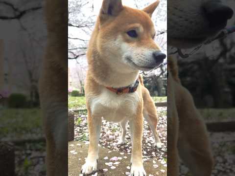 柴犬とん君、お花見行ってきたよ❣️曇天だったのがちょっと残念☁️🌸　柴犬　柴犬とん サムネイル