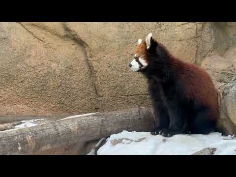 モナカちゃん？誰か来た〜？　レッサーパンダ　那須どうぶつ王国にて　2026年2月1日