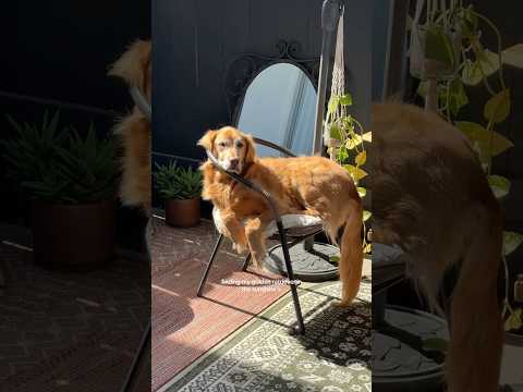 dog-tor coby to rescue🛟goldenpup puppy goldenpupppy dogbree… サムネイル