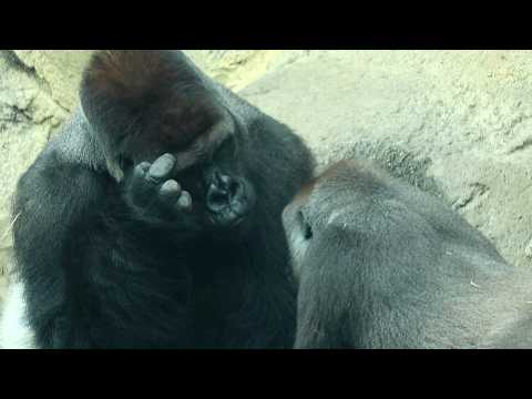 Between Gorilla Couple D'jeeco & Tayari | 金剛猩猩Tayari積極追老公迪亞… サムネイル