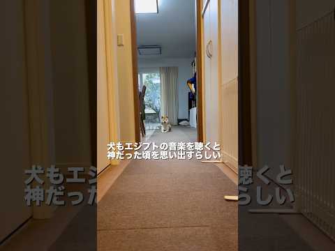 流行りのネコが神だった頃を思い出すやつ、犬でやってみた　柴犬　柴犬とん サムネイル