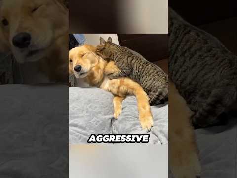 Golden Retriever gets bullied by cat and sulks on the floor… サムネイル