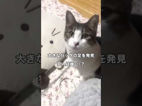 室内に大きなバッタの足が1本落ちていたことを確認。事情聴取したところ潔く犯行を認めました。 キジトラ 保護猫 犯人 s… サムネイル