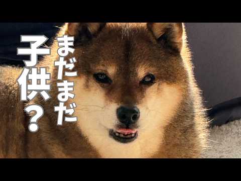 童心を忘れない柴犬12歳 サムネイル