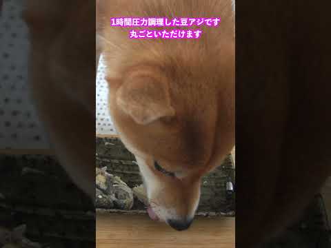 アジを丸ごといただきます 神戸 柴犬 shiba shibainu 料理 サムネイル