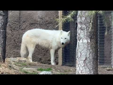 バックヤードでの作業が気になる燦那(サンナ)ちゃん　  ホッキョクオオカミ　那須どうぶつ王国にて　2026年2月27日 サムネイル