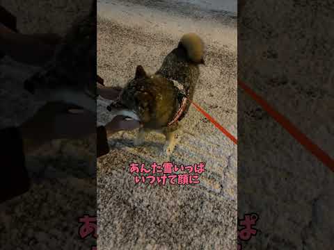 柴犬🐕が散歩中に出会ったその人は…👀 サムネイル