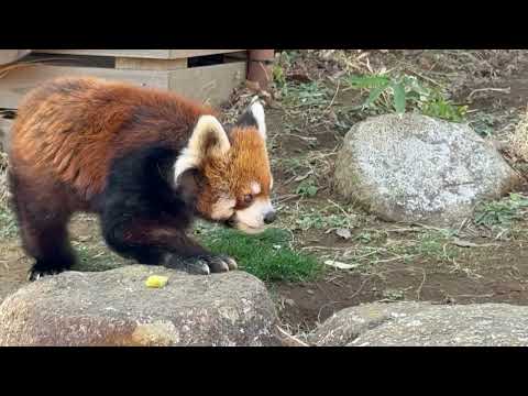 風太くんの「動物の食事時間」(動物ガイド) レッサーパンダ　千葉市動物公園にて　2026年2月23日 サムネイル
