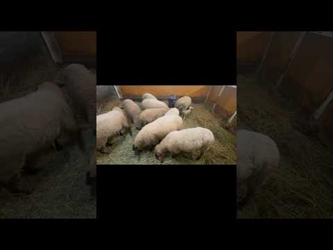 気がついた？ 東武動物公園 動物 かわいい 癒し animals zoo 動物園 ヒツジ 赤ちゃん サムネイル