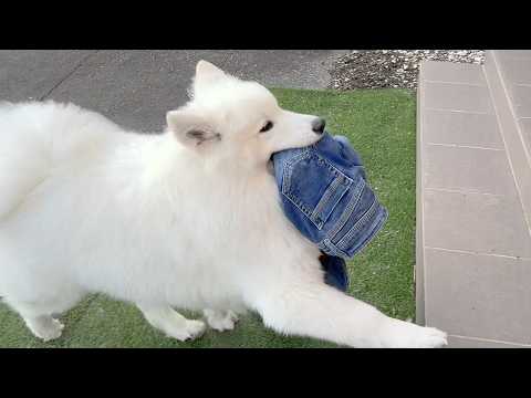 ダメージジーンズ制作にドハマり中のサモエド、ご機嫌で大事そうに持って帰ってくる様子が可愛すぎました。 サムネイル
