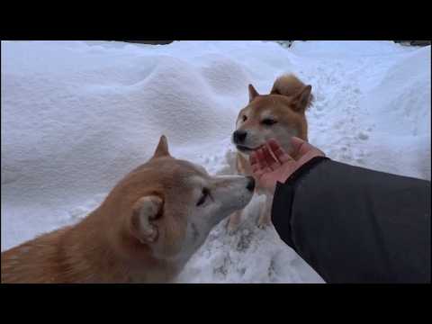 雪上のきなこもち サムネイル