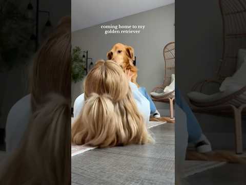 coming home to my golden retriever🥵goldenretreivers dog pup… サムネイル