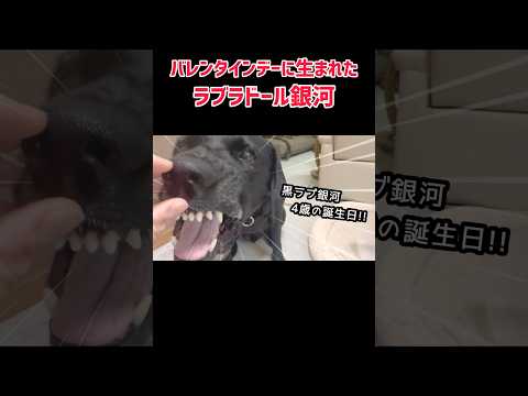 4歳の誕生日、凶暴な笑顔の後の姿が…笑 サムネイル