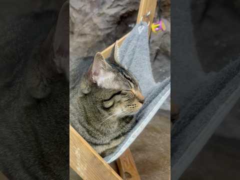 shorts ナナちゃん　ワンニャンリビング　那須どうぶつ王国にて　2026年2月1日 サムネイル