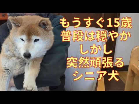 【1078】もうすぐ15歳の近況報告なのであります サムネイル