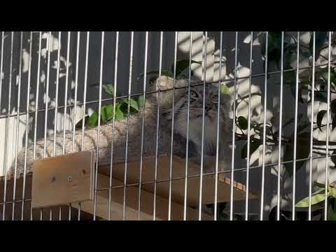 この場所はヤスくんが良く居るという情報もあるが、君ヤスくん？　マヌルネコのこども　東山動植物園にて　2025年12月1… サムネイル