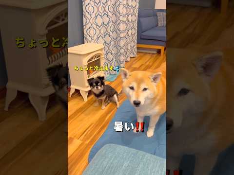 チビは寒がり🐶柴犬 チワワ shorts サムネイル