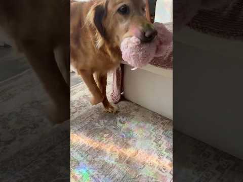 coming home to my golden retriever🥵goldenretreivers dog pup… サムネイル