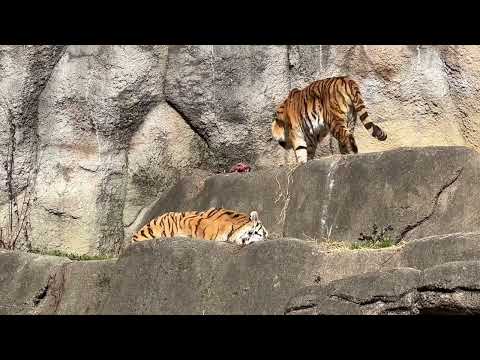 ソーン父さん登場〜‥アレレ💦 ローラー母さんを呼びに行っただけでしたか🤭　アムールトラ　浜松市動物園にて　2026年2… サムネイル