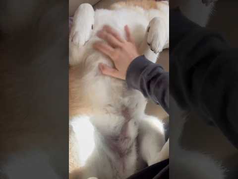 柴犬福 姉に大晦日に見事なヘソ天を披露するヘソ天先輩🤣Sister and Shiba🤣姉と柴 shorts funn… サムネイル
