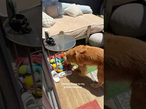 coming home to my golden retriever🥵goldenretreivers dog pup… サムネイル