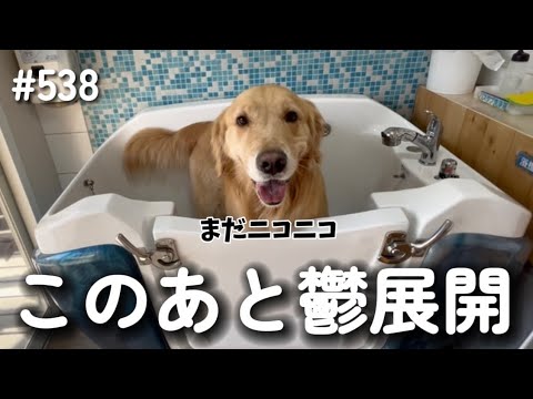 鬱になるモンちゃん【ゴールデンレトリバー】 サムネイル